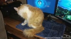 Кот не мог ходить, ведь у него отказали задние лапки, но он полз и ждал помощи