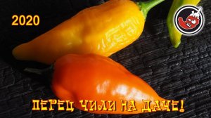 Итоги перцового сезона 2020. Пустая болтовня.