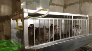 обзор клетки для кур несушек