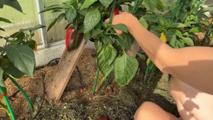 СОРТА ПЕРЦА, КОТОРЫЕ ТОЧНО БУДУ ПОВТОРЯТЬ. Сладкие, мясистые, урожайные сорта
