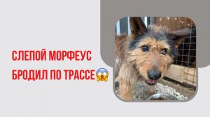 Слепой Морфеус бродил по трассе