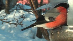 Снегири на кормушке.