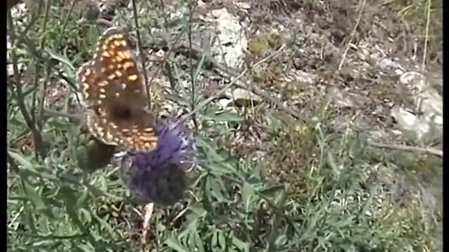 SONY DCR HC27E TEST 1 BIH смотреть онлайн