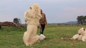 Белые львы играют в замедленной съемке