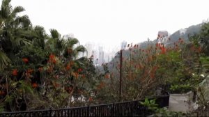 Hong Kong  Victoria Peak Garden. Гонконг. Парк у пика Виктории.