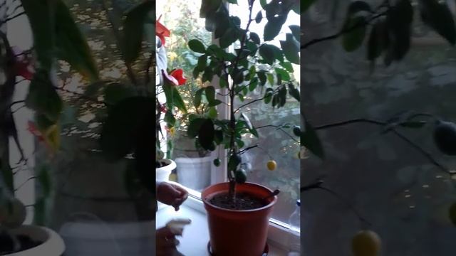 Правильный полив комнатного лимона.