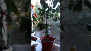 Правильный полив комнатного лимона.