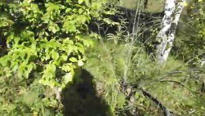 31 августа в горах на своей пасеке.Солонешенский район,Алтайский край.