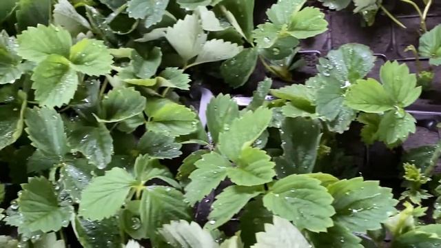 Как поливать рассаду клубники пикированную как часто смотреть онлайн