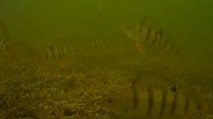 Работа лёгкой блесны на глубине 6-7м