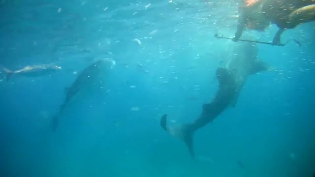 Китовые акулы о.Себу, Филиппины смотреть онлайн
