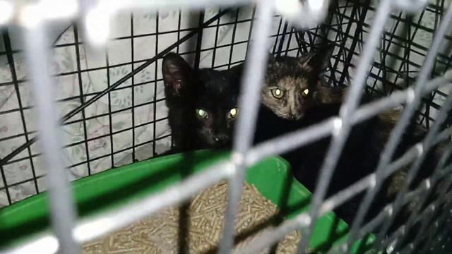 Котята Миранада и Чмоки. 2й день в Приюте. Петербург смотреть онлайн