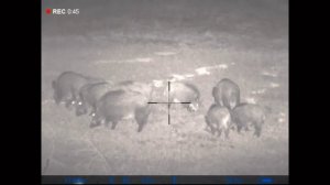 Охота на копытных.Ночная охота на вышке.