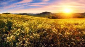 Пение Птиц и Жужжание Пчёл на Цветочном Лугу! Помогут Снизить Давление и Улучшить Сон