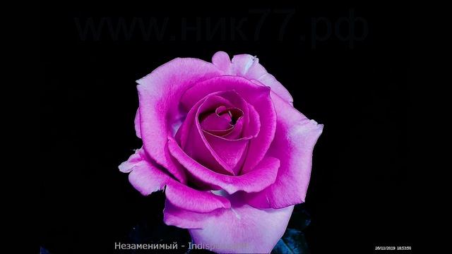 Как распускается роза  Незаменимый (Чайно гибридная)Тimelapse Rose 4К. Indispensable.