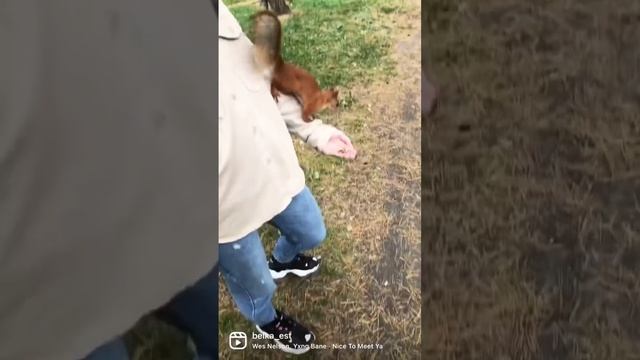 Кормлю белку на руке. Feeding the squirrel on my arm