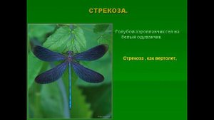 презентация насекомые для дошкольников
