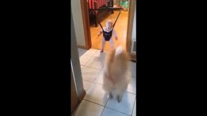 Собака учит малыша прыгать(Смешно)