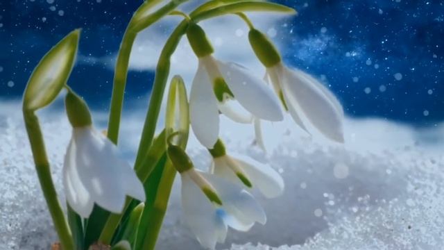 Весна. Первые весенние цветы.Подснежник. Е.Серова