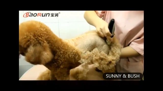 Baorun Professional Pet Dog Hair Trimmer Animal Grooming Cat Cutter Machine Shaver Electric Scissor смотреть онлайн