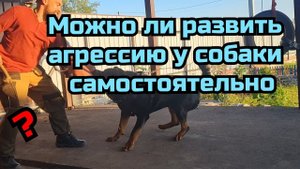 Можно ли развить агрессию у собаки самостоятельно