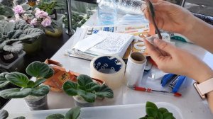 Как упаковать лист и детку фиалки для пересыла по почте. РОЗЫГРЫШ ДЛЯ МОИХ ПОКУПАТЕЛЕЙ.