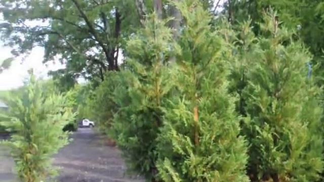 Cupressus leylandii 'Gold Rider' смотреть онлайн