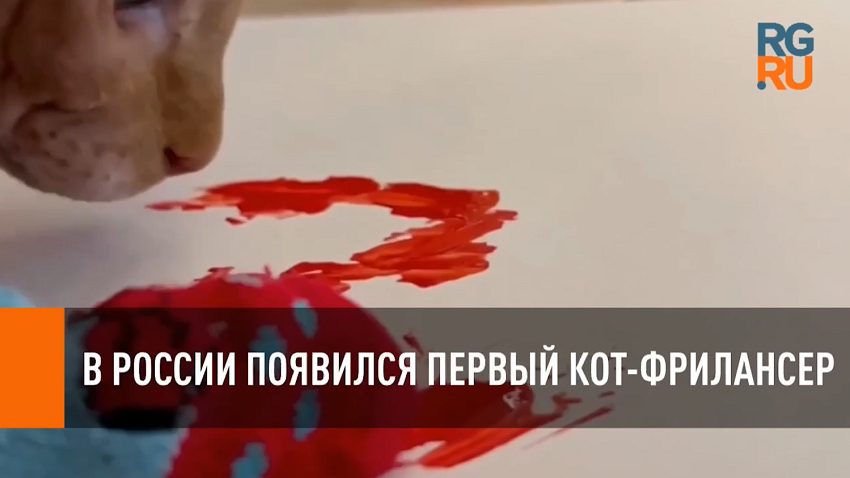 В России появился первый кот-фрилансер