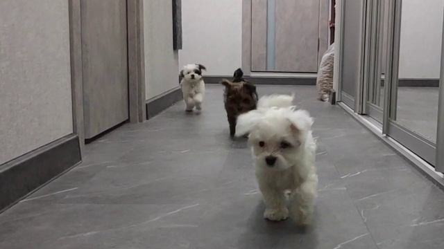 щенки петербургской орхидеи смотреть онлайн