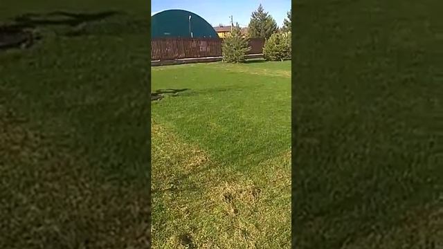 Аэрация и вычесывание газона, для чего нужно? смотреть онлайн