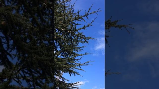 Atlas cedar (Cedrus atlantica) - branches - March 2018