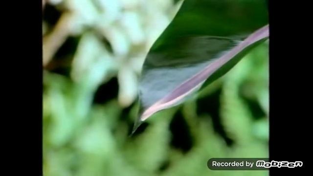 garnier ultra doux шампунь 1996 реклама смотреть онлайн