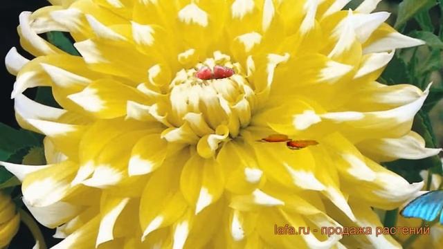 Георгина декоративная Гран-при (dahlia grand prix) ? обзор: как сажать, луковицы георгины Гран-при