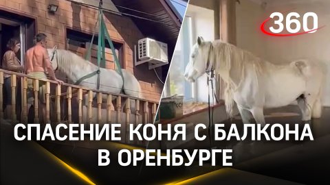 Спасение коня с балкона в Оренбурге
