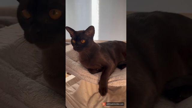 Vesna смотреть онлайн