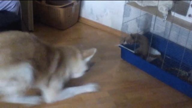 Сибирский колонок и акита-ину / Siberian weasel and akita inu смотреть онлайн