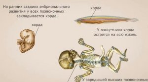 Эмбриональные доказательства эволюции
