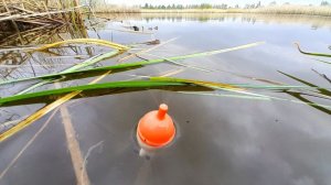 ЛОВЛЯ КАРАСЯ на БАМБУКОВУЮ УДОЧКУ Рыбалка на карася #рыбалка #ловлякарася #fishing #рыбалканакарася