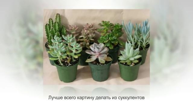 Фитокартина (зеленая картина) своими руками