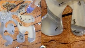 Расширяем пространство для муравьев. Открываем второй отсек муравьиной фермы.