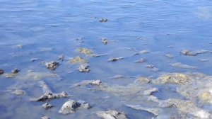 Курорт озеро Горькое,Курганская область