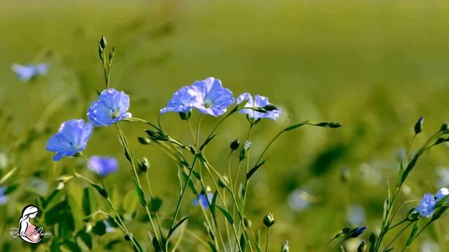 Музыка Для Беременных Красивая Музыка Для Будущих Мам ??? Музыка для беременных  Развитие мозга 