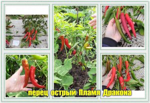 ✅ Перец острый сорт Пламя Дракона