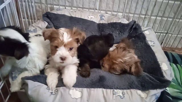 Йорк Цветные  мерле голубые глаза щенки