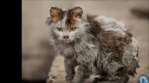 ПОЧЕМУ НЕКРАСИВЫХ НЕ ЛЮБЯТ...   ст.Иосиф Бродский муз. и исп Александр Сумин