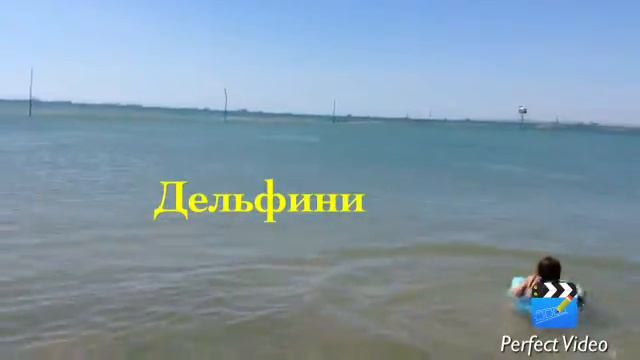 ШОК ДЕЛЬФИНЫ НА ЧЁРНОМ МОРЕ смотреть онлайн