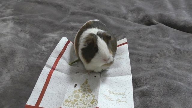 ПОПКОРНИНГ у морских свинок. Радость или болезнь? смотреть онлайн