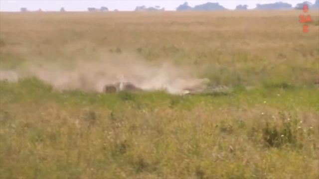 Хищники в деле, гепард на охоте. Самые эпичные битвы диких животных "за 5 минут"