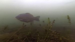 Рыба на Черникином пруду в Ельце