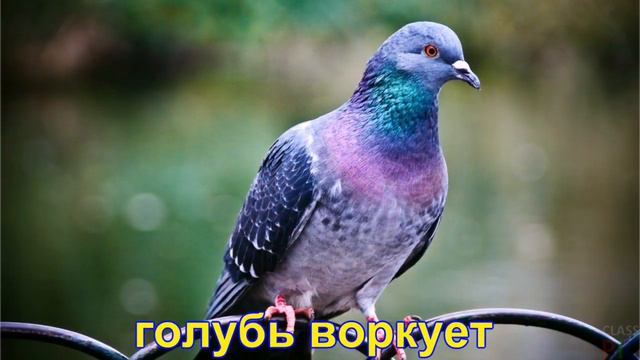 Развитие речи дошкольников. "Как разговаривают животные"